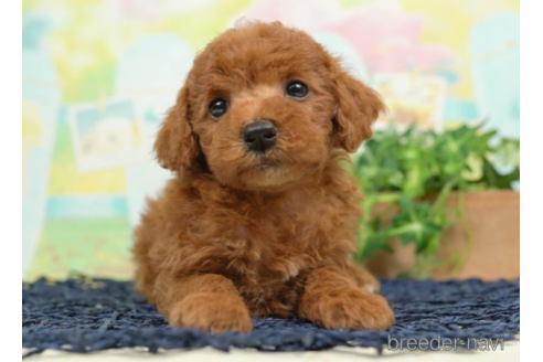 成約済の千葉県のトイプードル-225163の1枚目